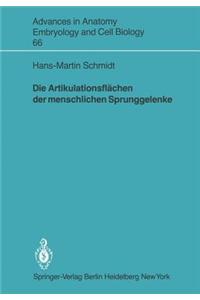 Die Artikulationsflächen Der Menschlichen Sprunggelenke