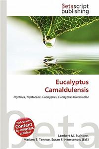 Eucalyptus Camaldulensis