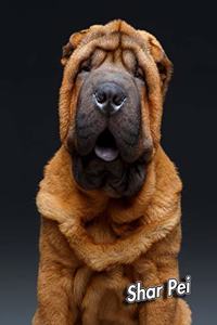 Shar Pei
