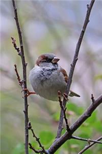 Little Sparrow Balanced on the Branches Journal
