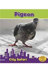 Pigeon