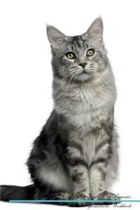 Maine Coon Cat Affirmations Workbook Maine Coon Cat Presents