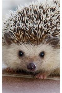 S'cute Hedgehog Journal