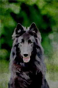 Belgian Sheepdog