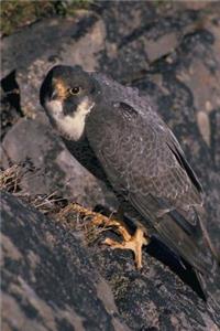 Peregrine Falcon Bird Journal
