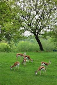 Grazing Antelope Wildlife Journal