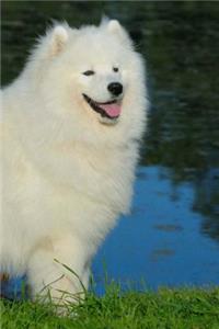 Samoyed