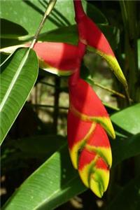 Hanging Lobster Claw Helliconia Rostrata Tropical Flower Journal