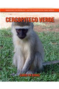 Cercopiteco verde