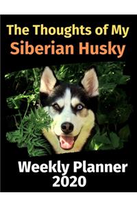 The Thoughts of My Siberian Husky