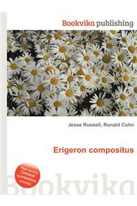 Erigeron Compositus
