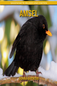 Amsel