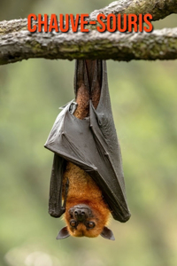 Chauve-Souris