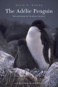 Adélie Penguin