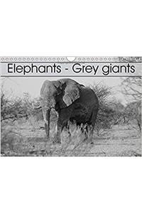 Elephants - Grey Giants 2017