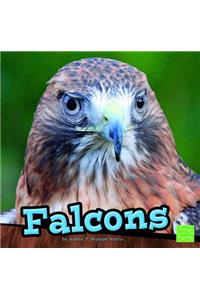 Falcons