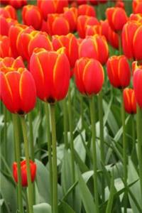 Mind Blowing Red Tulips Journal
