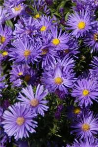 Blue Asters Flower Journal