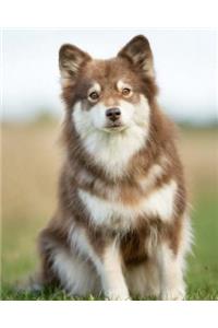Finnish Lapphund