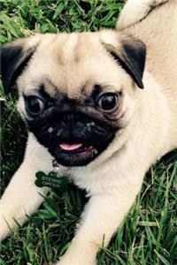 Cutest Fawn Colored Pug Puppy Journal