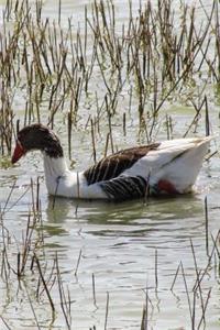 Beautiful Wild Duck in the Reeds on the Lake Journal