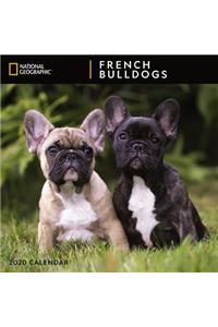 Cal 2020-National Geographic French Bulldogs Wall