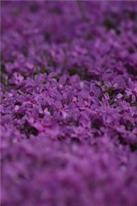 Violet Notebook