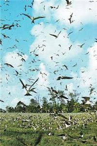 Bird Island Seychelles in Africa Journal