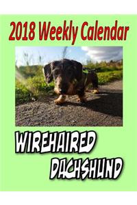 2018 Weekly Calendar Wirehaired Dachshund