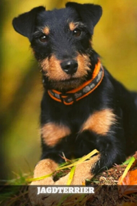 Jagdterrier