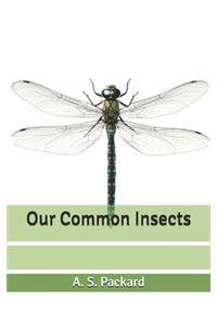 Our Common Insects