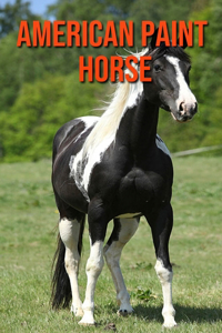 American Paint Horse