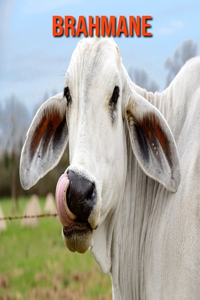 Brahmane