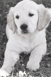 Dog Journal