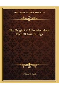 Origin Of A Polydactylous Race Of Guinea-Pigs