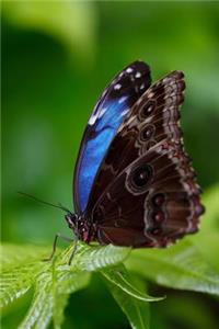 Beautiful Blue Morpho Butterfly Journal