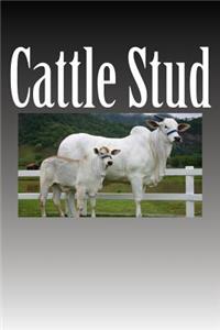 Cattle Stud