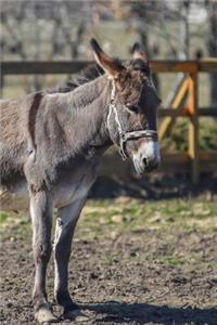 Donkey on a Farm in Bulgaria Journal