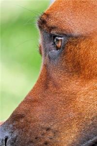 Brown Eyes Notebook