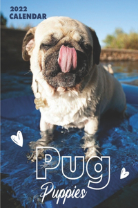 Pug Puppies Calendar 2022