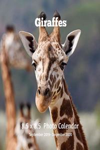 Giraffe 8.5 X 8.5 Calendar September 2019 -December 2020
