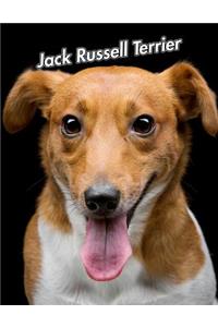 Jack Russell Terrier