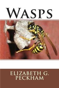 Wasps