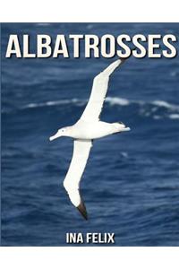 Albatrosses