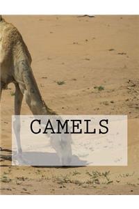 Camels