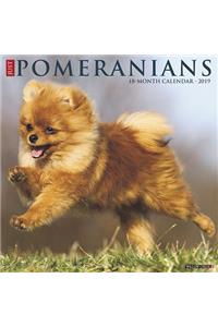 Just Pomeranians 2019 Wall Calendar (Dog Breed Calendar)