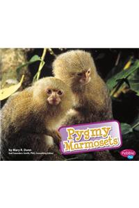 Pygmy Marmosets