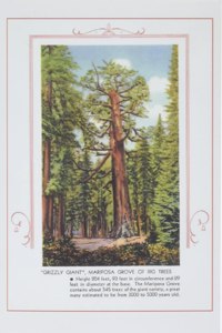 Vintage Journal Grizzly giant, Mariposa Big Trees