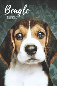 Beagle Notebook
