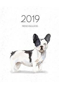 2019 French Bulldog